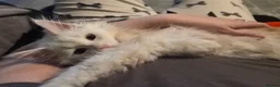 Maine Coon cats for sale: Mainecoon rehome asap - Advert 8