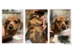 Dachshund dogs for sale: 6 beautiful Dapple Dachshunds left - Image 6