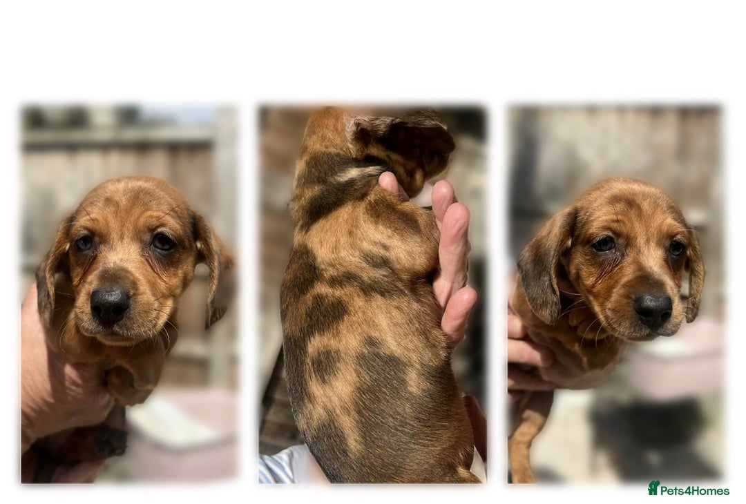 Dachshund dogs for sale: 6 beautiful Dapple Dachshunds left - Image 6