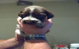 Italian Spinone dogs for sale: A beautiful litter of Italian Spinones  - Image 20