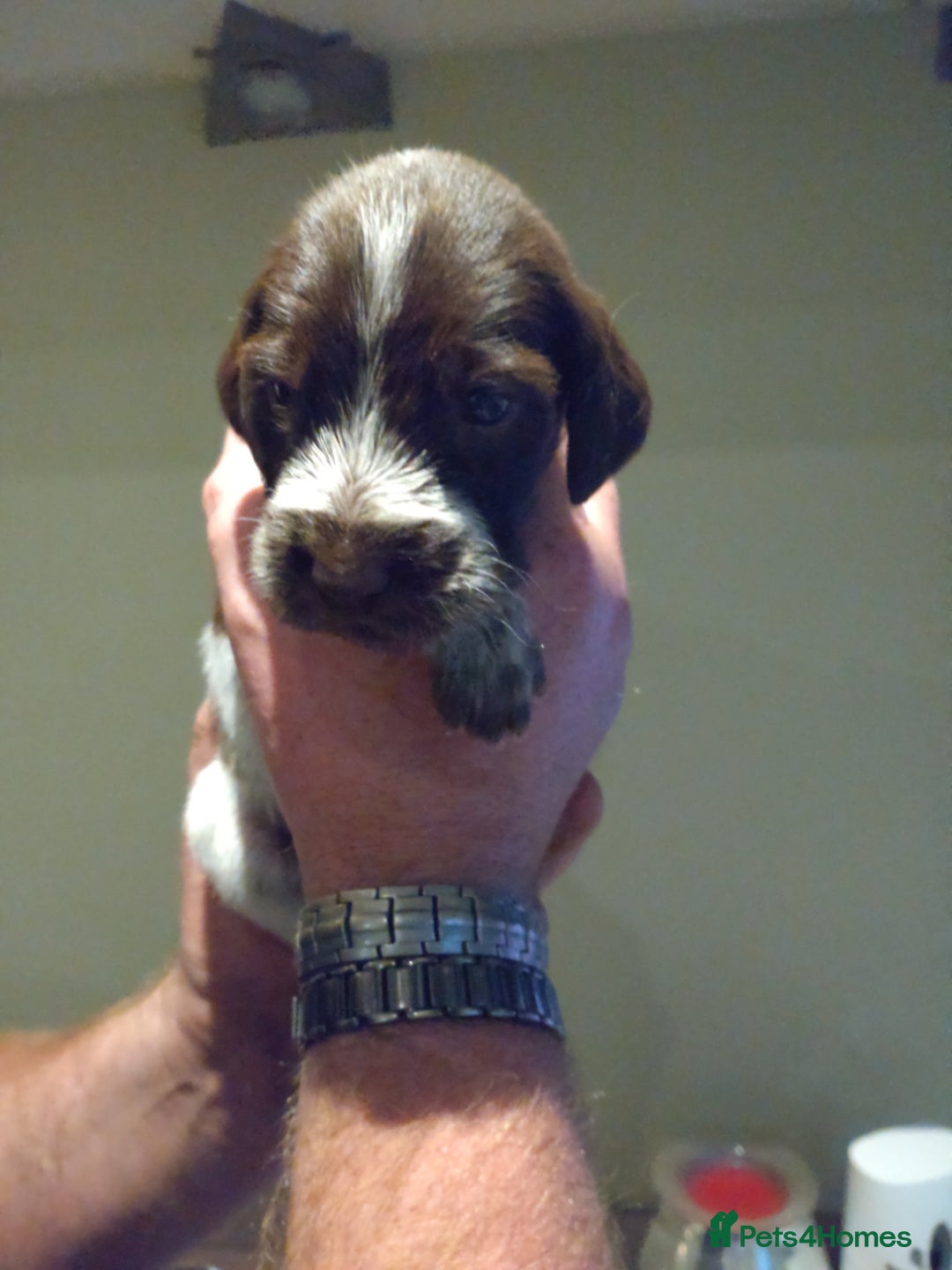 Italian Spinone dogs for sale: A beautiful litter of Italian Spinones  - Image 20