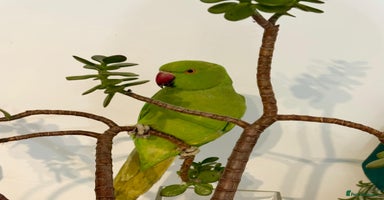 Parrots birds Selling beautiful Indian ring neck parrots. - Advert 5