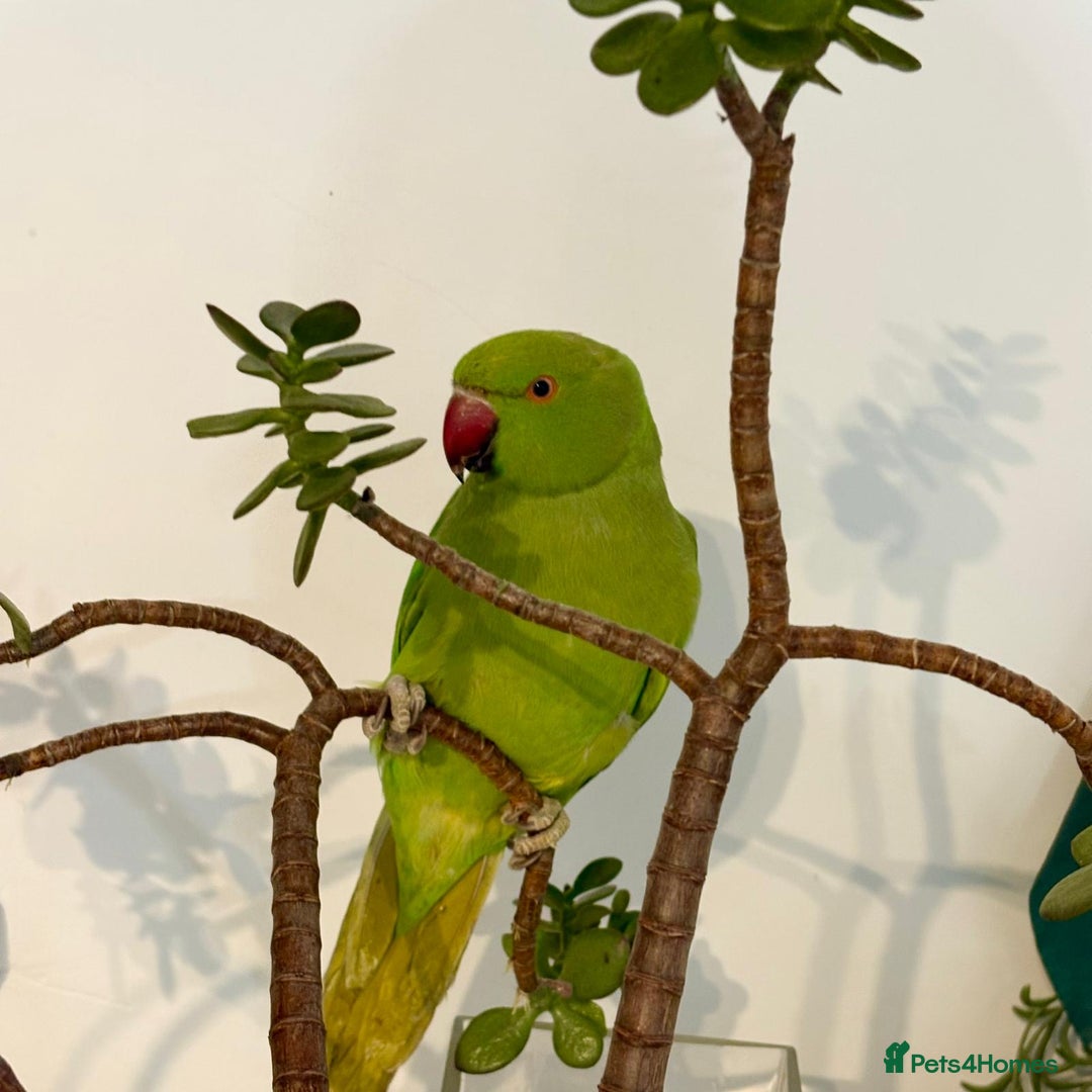 Parrots birds for sale: Selling beautiful Indian ring neck parrots. - Advert 3