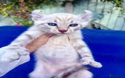 Bengal cats for sale: Gob smacking rare kittens  - Image 17