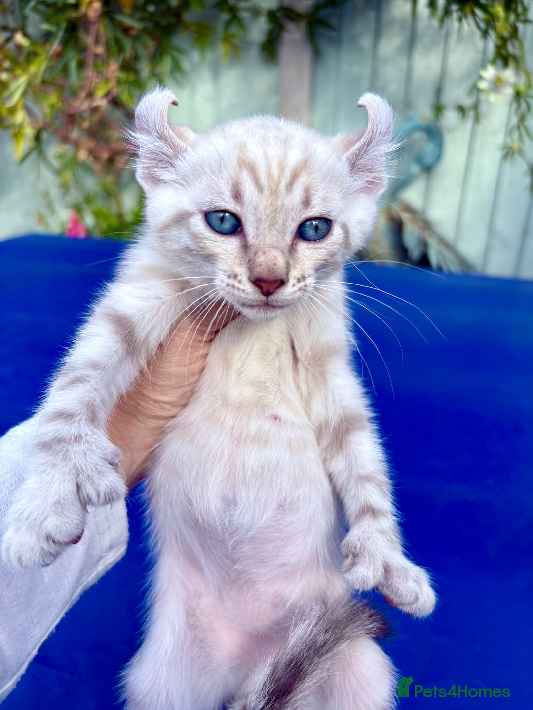 Bengal cats for sale: Gob smacking rare kittens  - Image 17