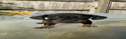 Dachshund dogs for sale: Stunning mini dachshunds  - Advert 15