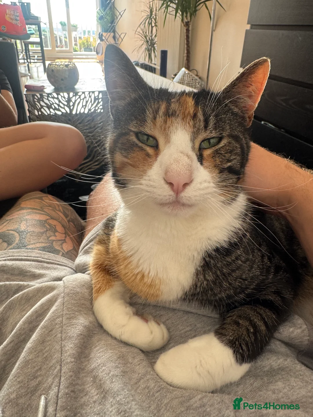 Mixed Breed cats for sale: Beautiful female  - Advert 5