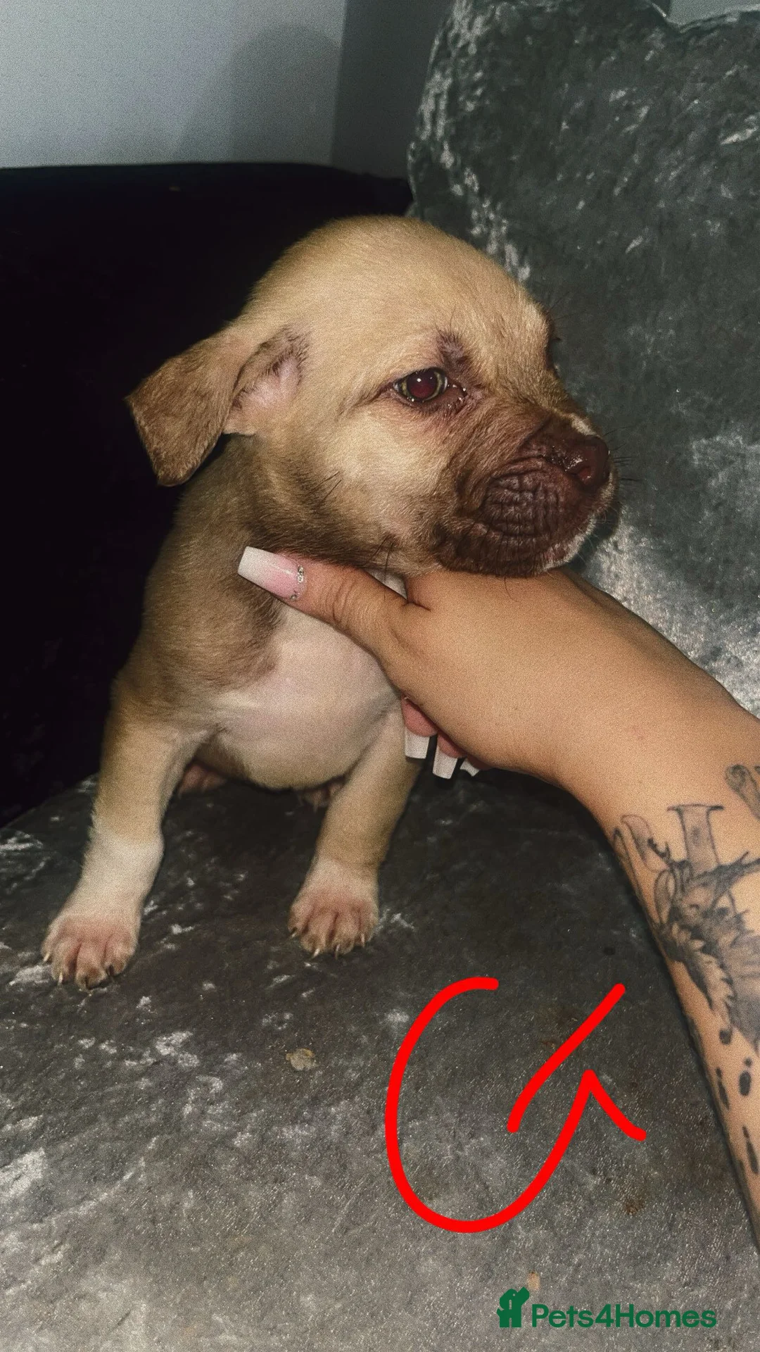 Mixed Breed dogs for sale:  Chunky Staffy x Cane Corso Puppies  - Advert 15