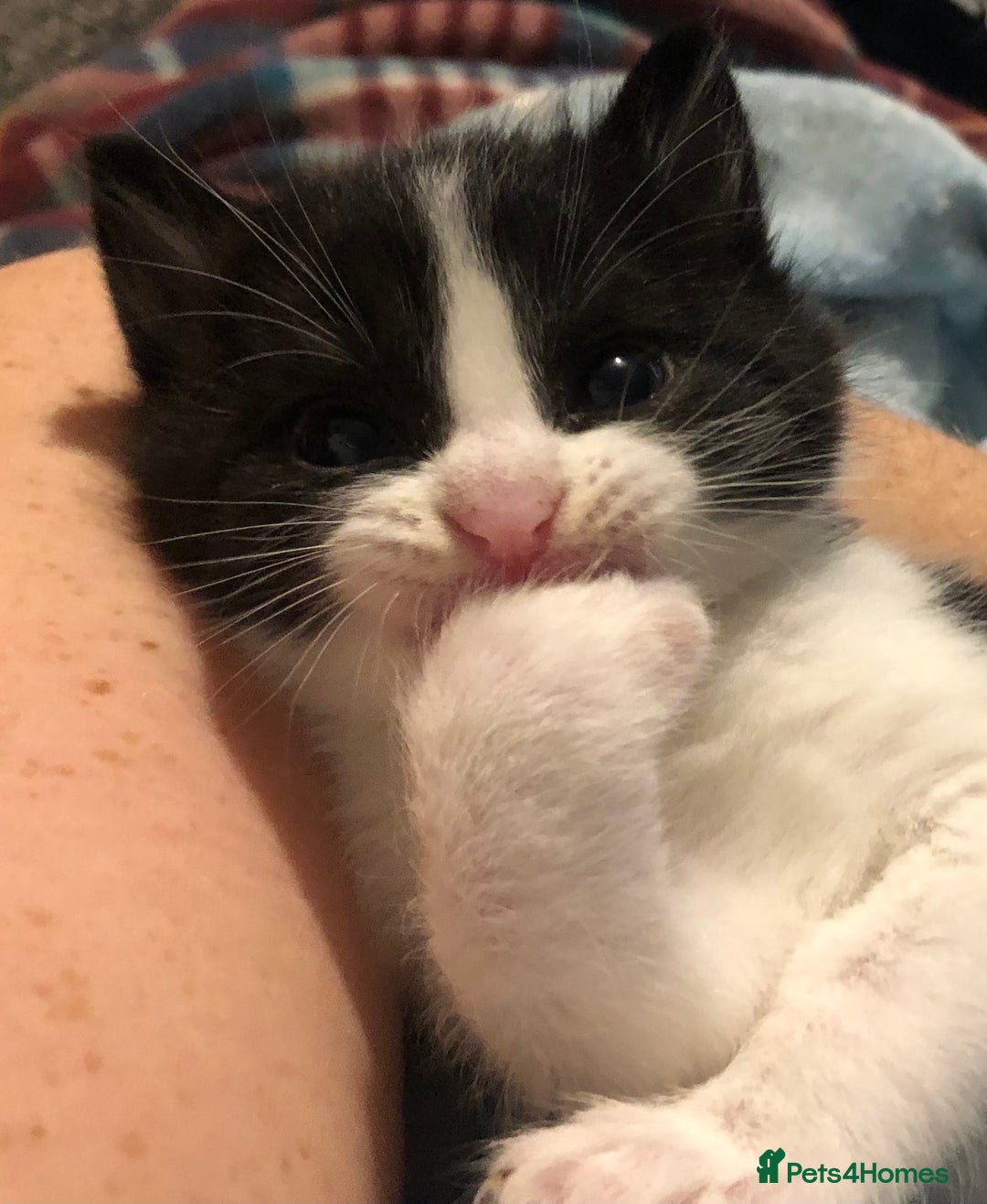 Mixed Breed cats for sale: 3 Beautiful Kittens - Advert 4