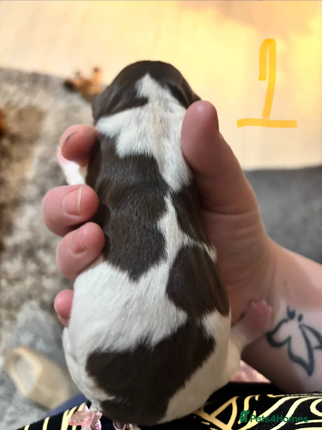 Sprocker dogs for sale: Springer girl  - Advert 2