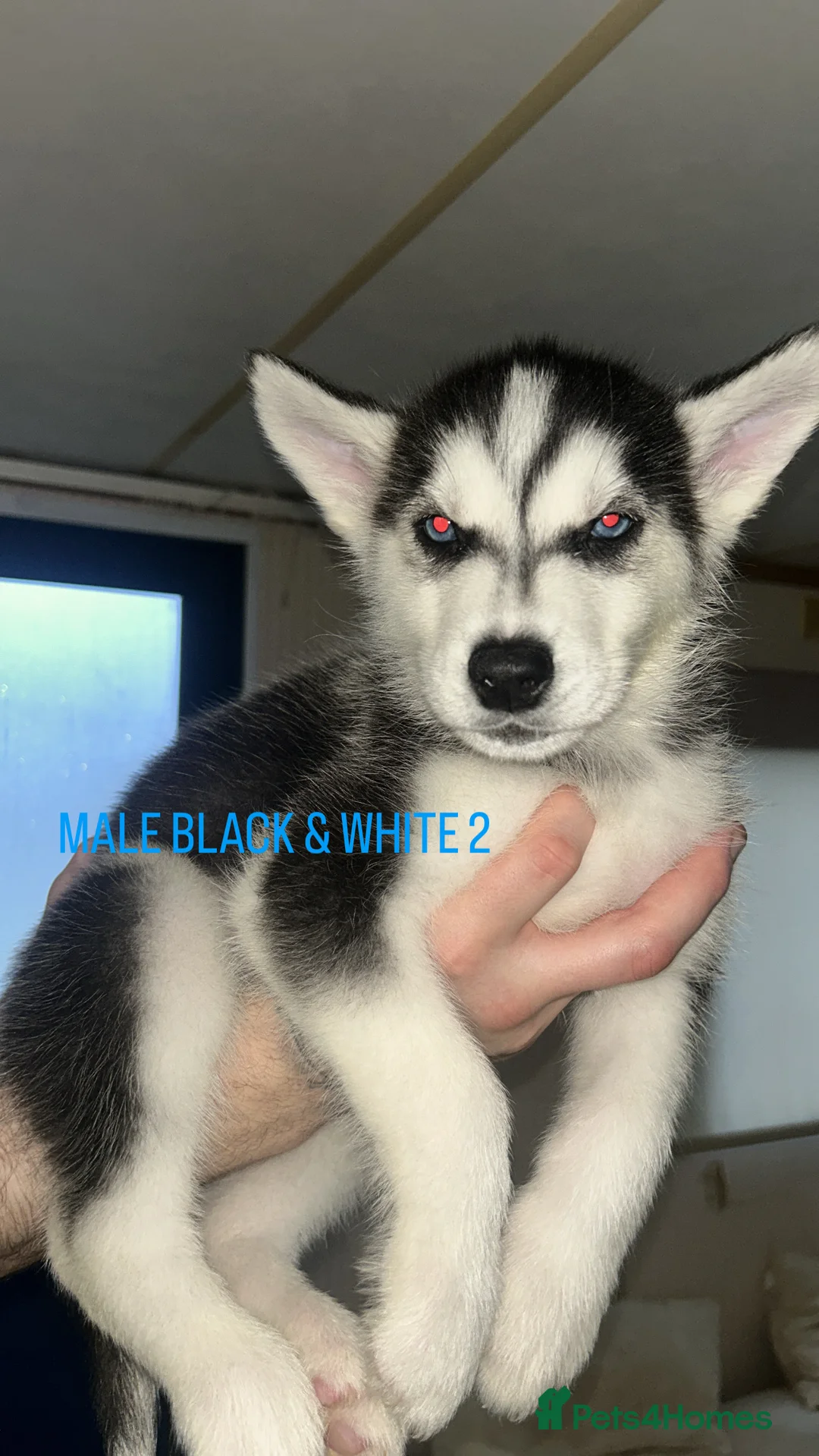 Siberian Husky dogs for sale: PURE SIBERIAN HUSKY PUPPIES  - Advert 15