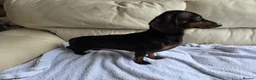 Dachshund dogs for sale: Beautiful girl for sale - Advert 2