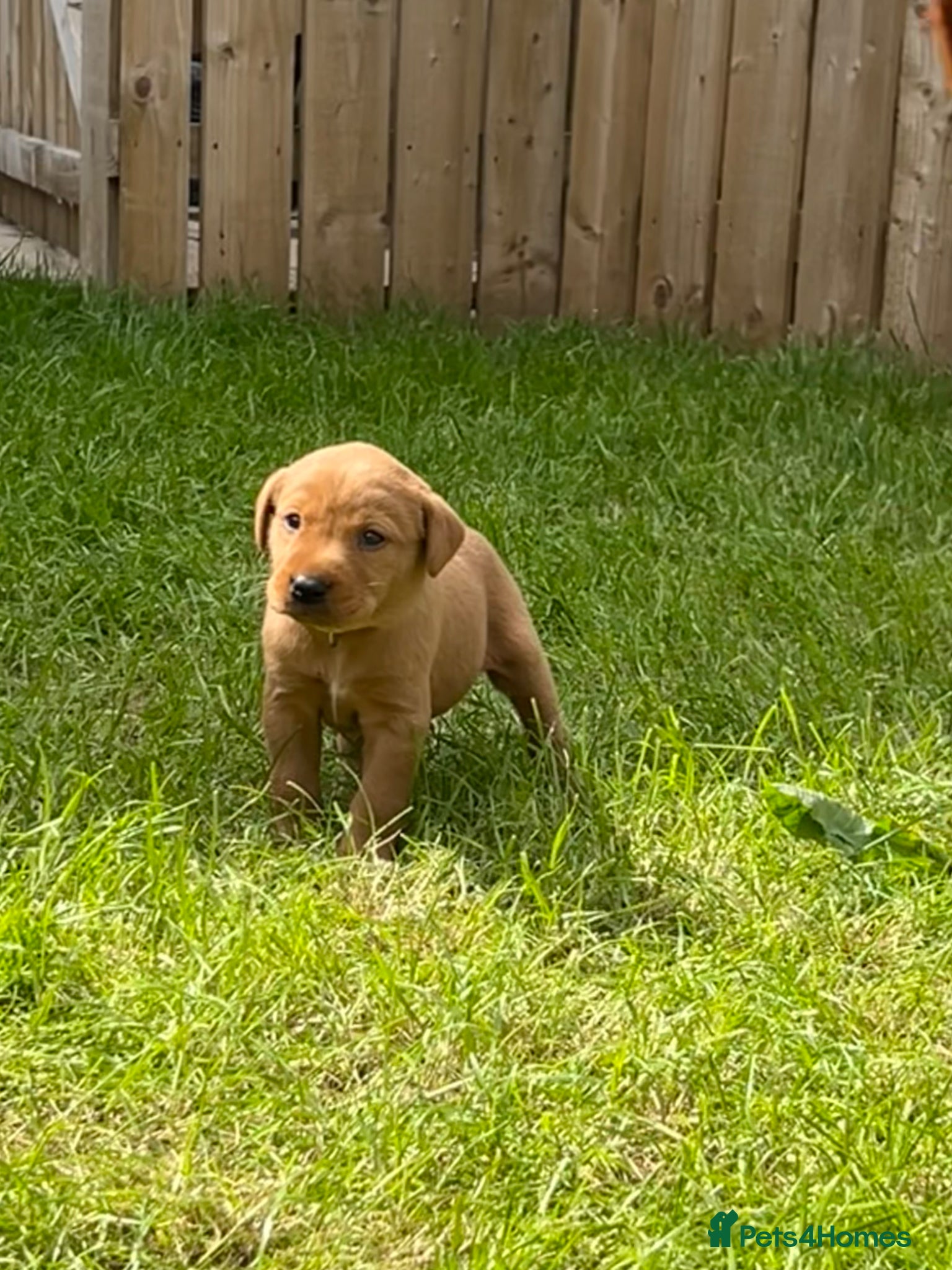 Labrador Retriever dogs Beautiful Fox red Labrador pups  - Advert 1