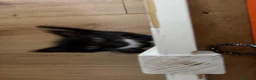 Mixed Breed cats for sale: Adorable Tuxedo Kittens for Sale in Thornton Heath - Advert 4