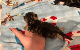 Mixed Breed cats for sale: 5 Gorgeous kittens for reserve - Image 6
