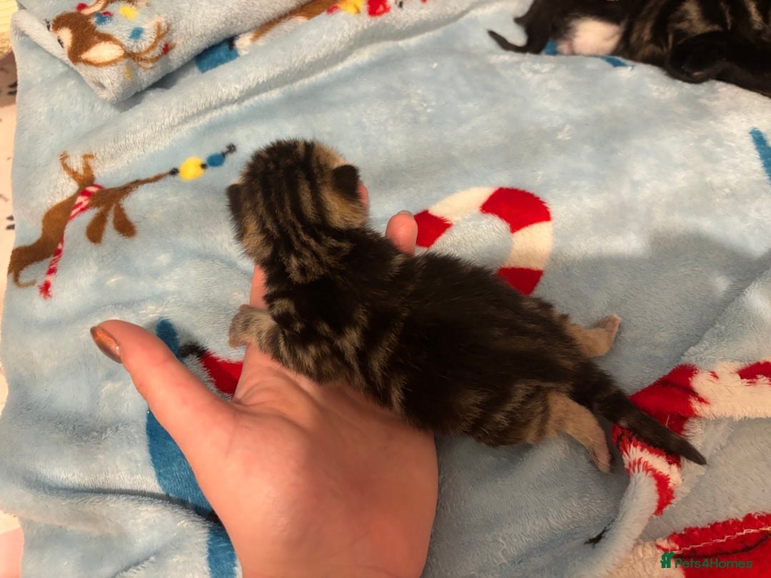 Mixed Breed cats for sale: 5 Gorgeous kittens for reserve - Image 6