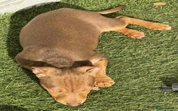 Jack Russell dogs for sale: Beautiful Muchwenlock Jack Russell puppies - Image 37