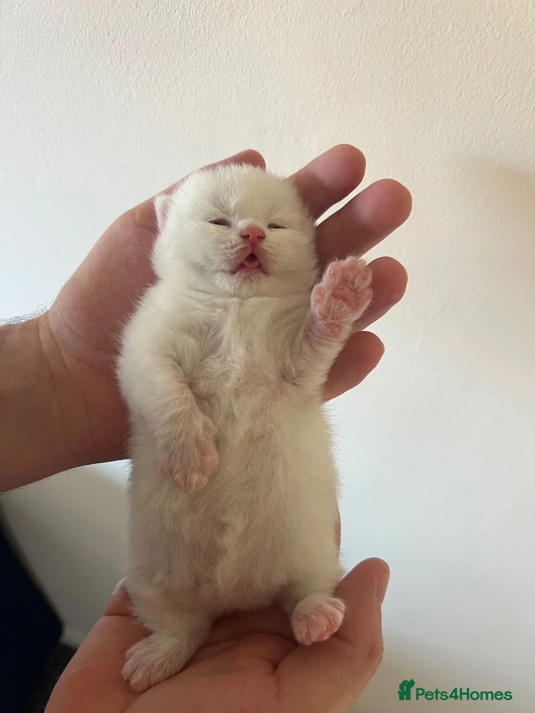 Brazilian Shorthair cats for sale: Three Male British Shorthair Kittens  - Advert 13