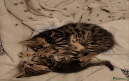Bengal cats for sale: Little Bengal kittens - Image 8