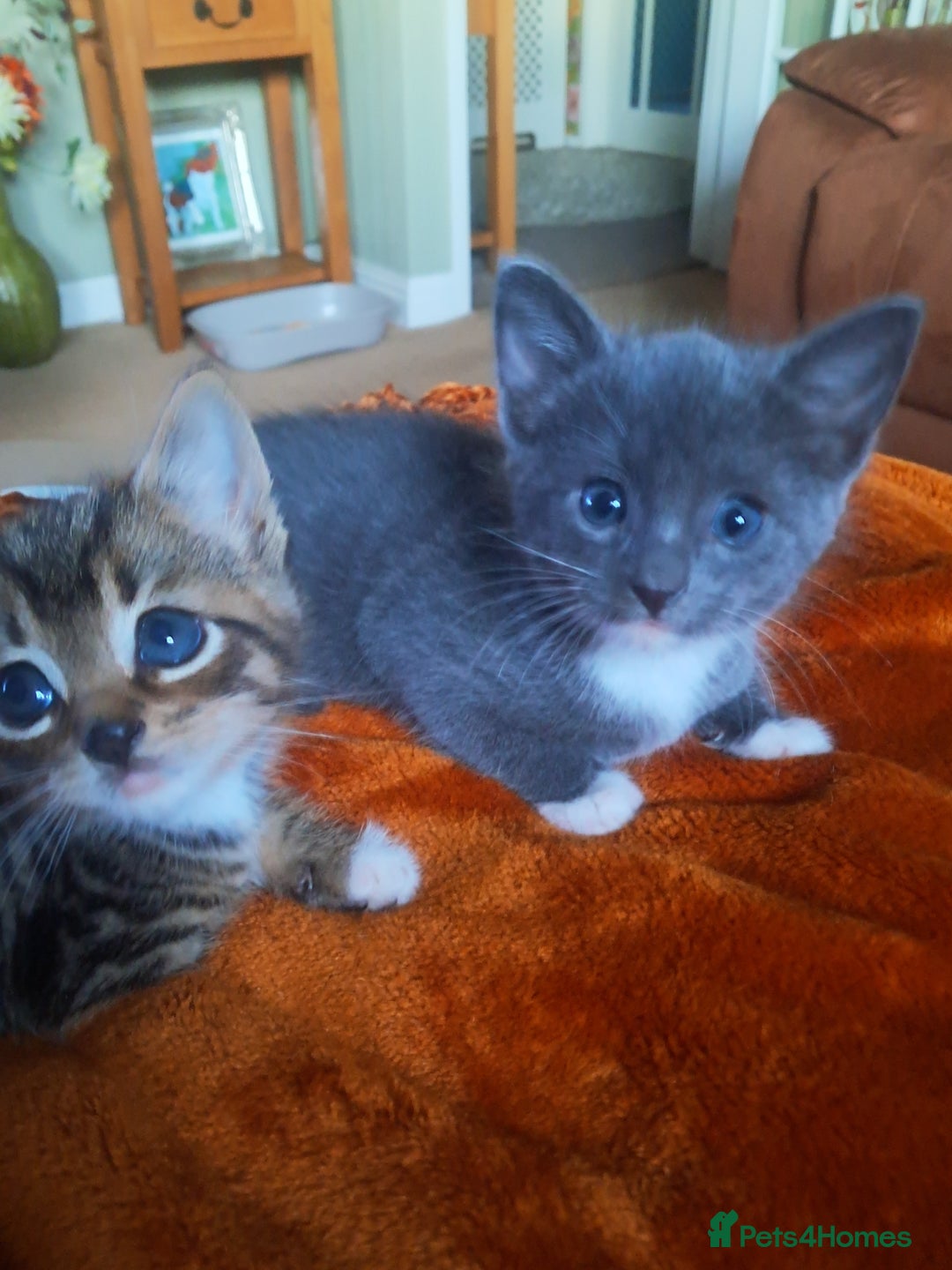 Mixed Breed cats for sale: 3 BEAUTIFUL KITTENS 😸 AVAILABLE STRAIGHT AWAY  - Advert 14