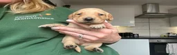 Labrador Retriever dogs for sale: My Labrador Puppys 🐾 - Advert 13