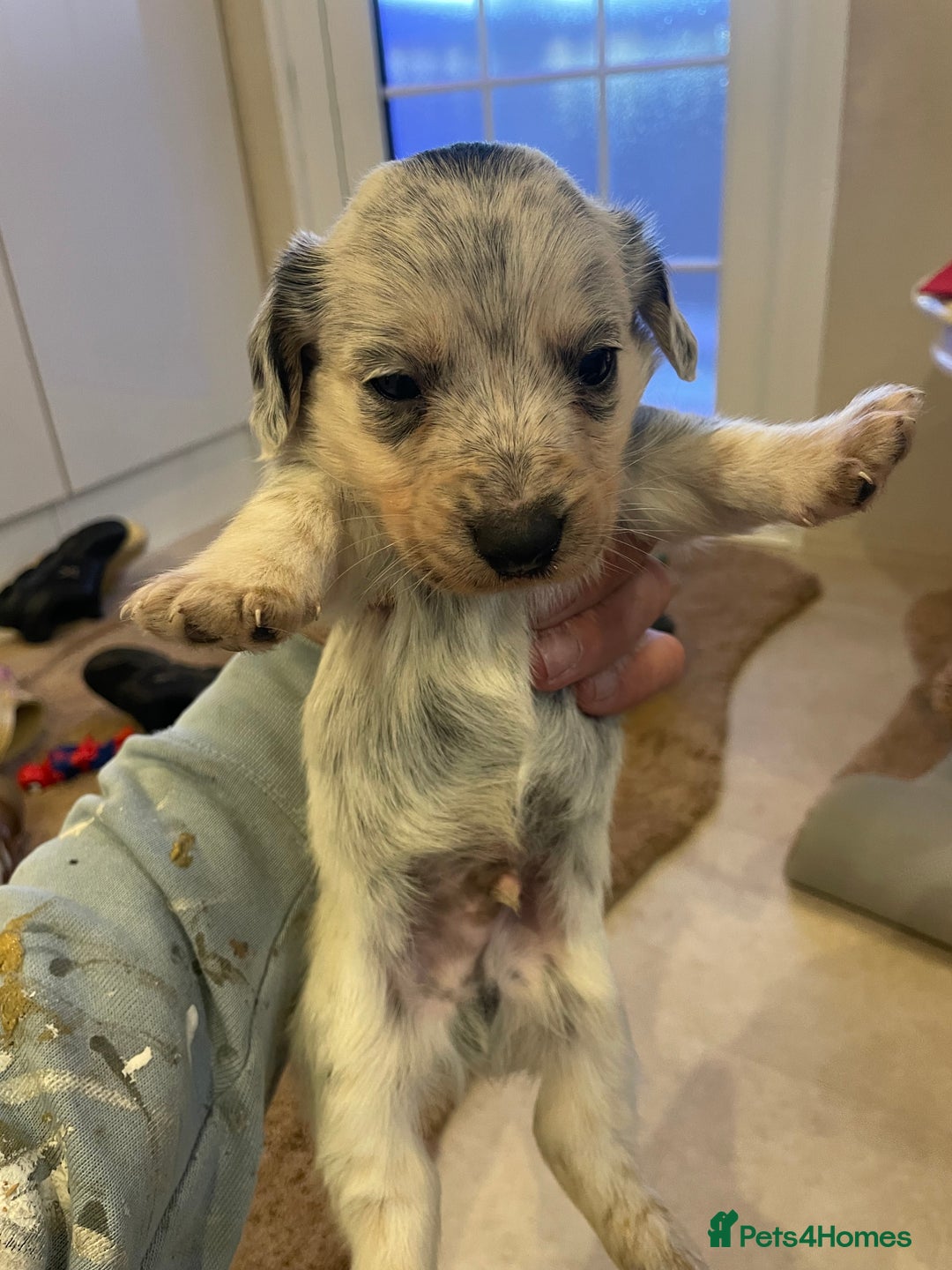 Mixed Breed dogs for sale: Sealyham terrier cross jack russel terrier  - Advert 4
