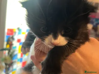 Mixed Breed cats Persian Tuxedo X beautiful kitten 🩷 - Advert 11