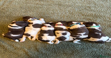 English Springer Spaniel dogs - Advert 2