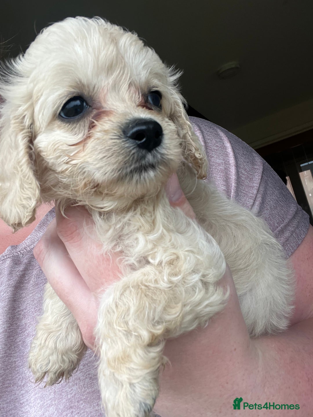 Mixed Breed dogs for sale: Last 2 puppies!  🩷 Maltipoo x Cockapoo puppies - Image 20