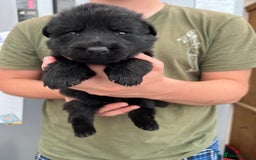 German Shepherd dogs for sale: KC FEMALE GSD PUPPIES - Image 14