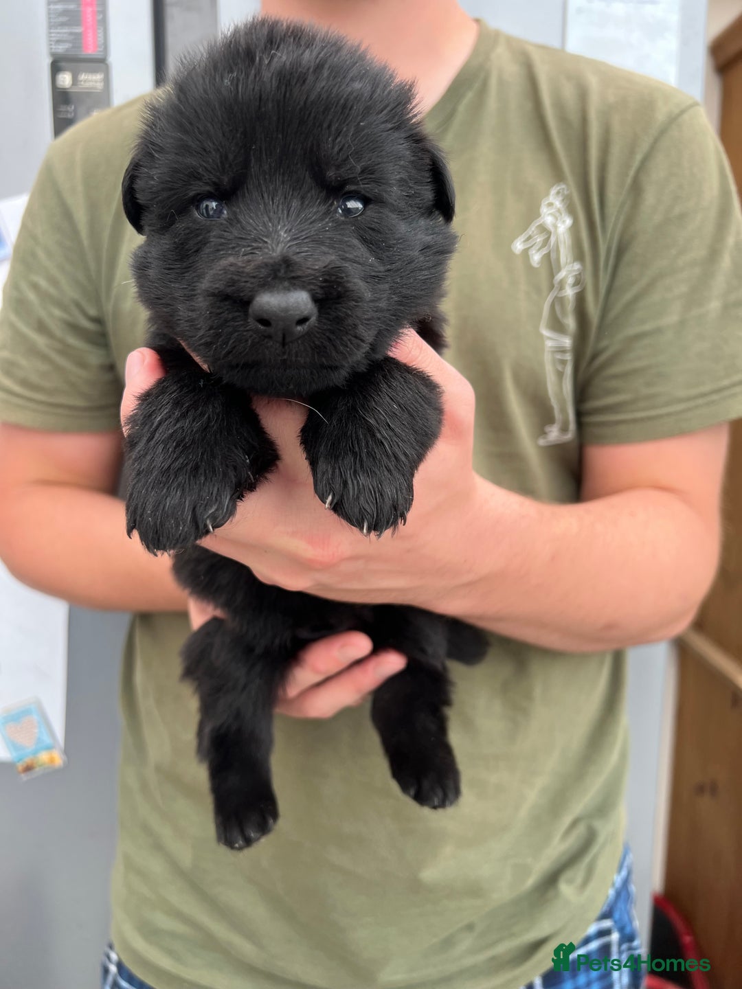 German Shepherd dogs for sale: KC FEMALE GSD PUPPIES - Image 14