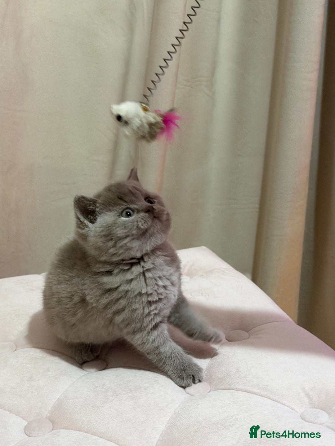 Scottish Fold cats for sale: Scottish Fold/ Straight kitties  - Advert 8