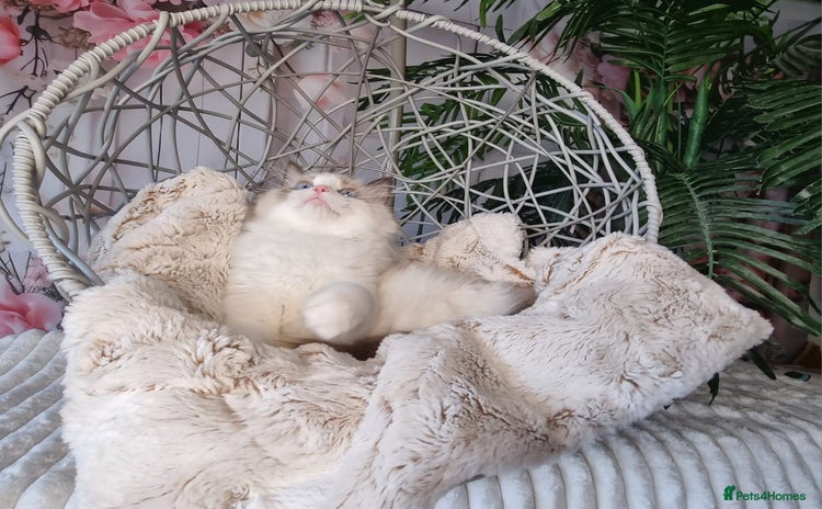 Ragdoll cats - Advert 5