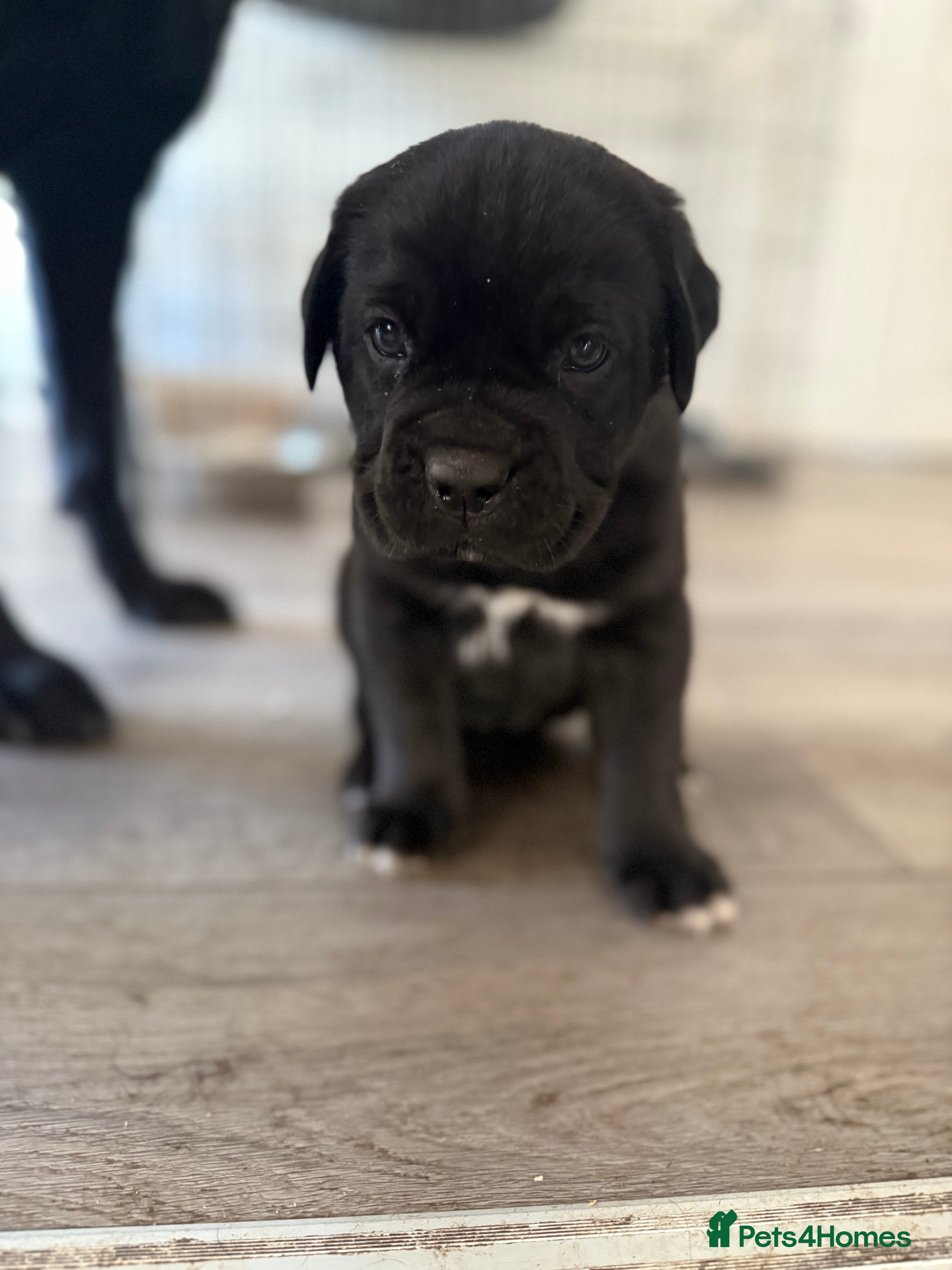 Mixed Breed dogs Labrador x corso puppies  - Advert 2