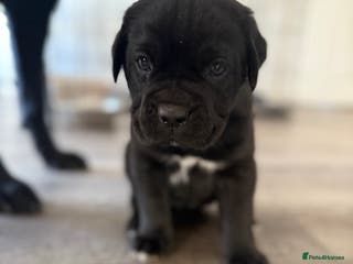 Mixed Breed dogs Labrador x corso puppies - Advert 6