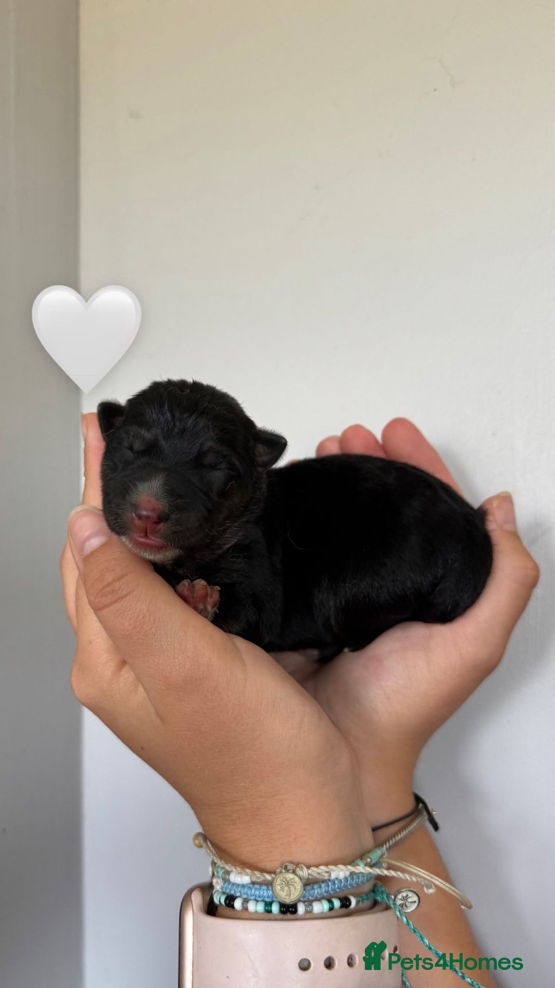 German Shepherd dogs for sale: Stunning German Shepherd/Utonagan Puppies  - Image 9