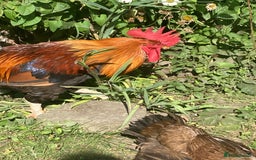 Chickens poultry for sale: Cockerel - Image 2