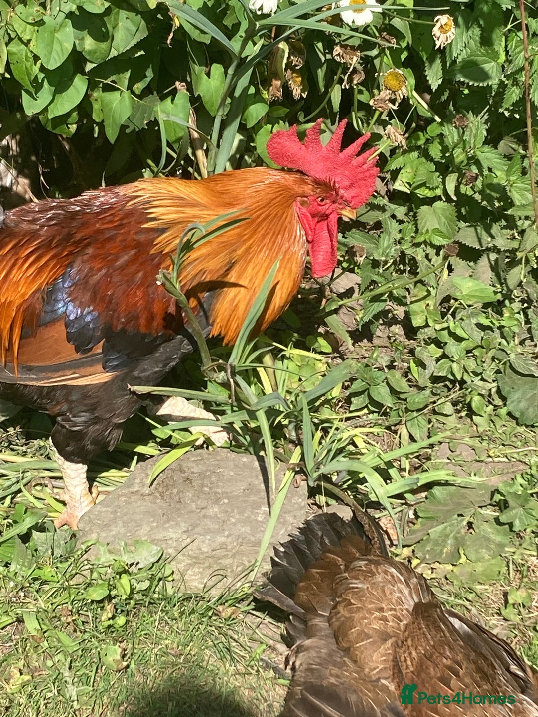 Chickens poultry for sale: Cockerel - Image 2