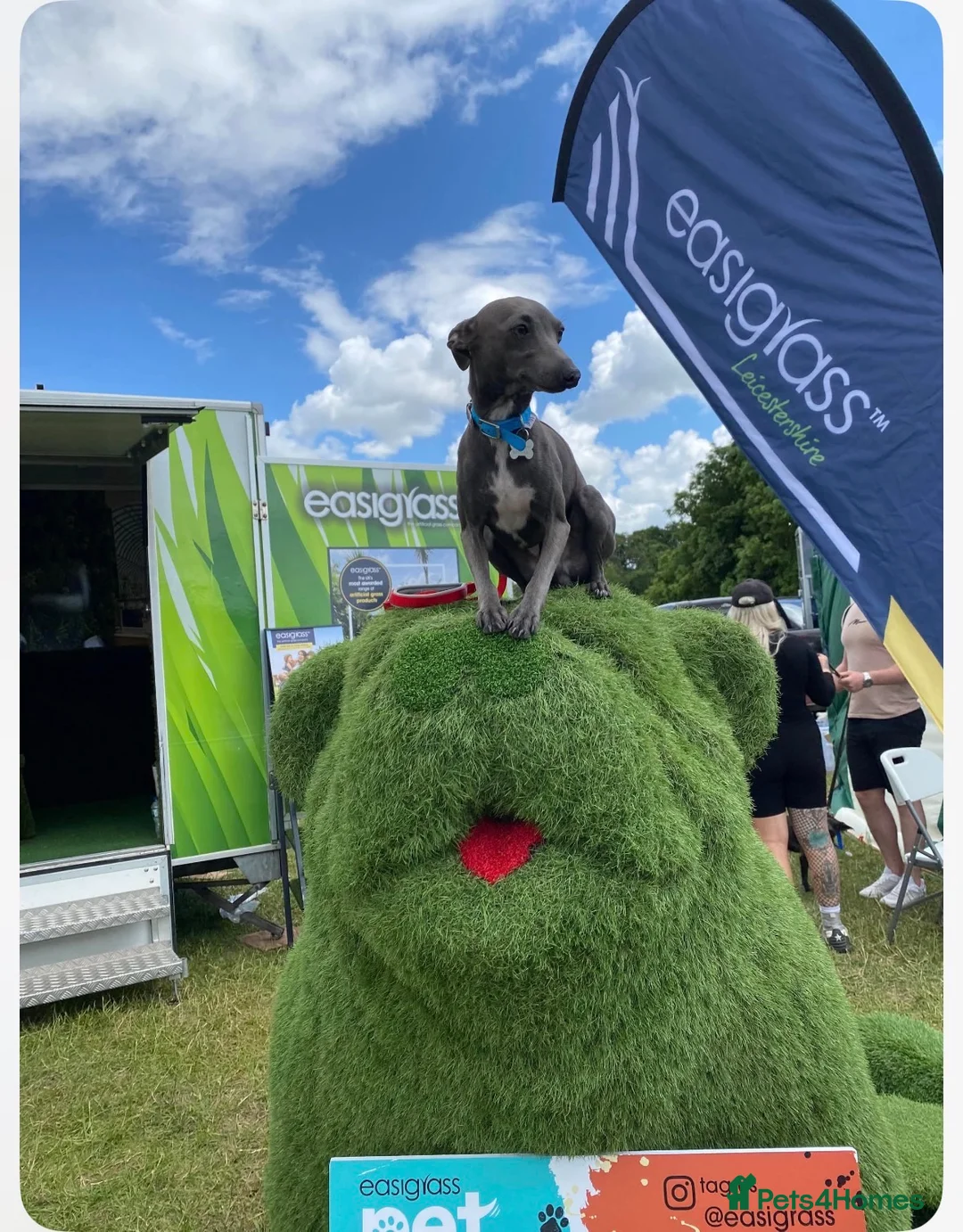 Italian Greyhound dogs for sale: Italian greyhounds  - Advert 7