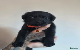 Mixed Breed dogs for sale: Sheprador Puppies - Image 5