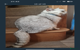 Mixed Breed cats for sale: 5 Month old kitten looking for a new home - Image 5