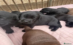 Labrador Retriever dogs for sale: Beautiful KC Registered Labrador Puppies - Image 11