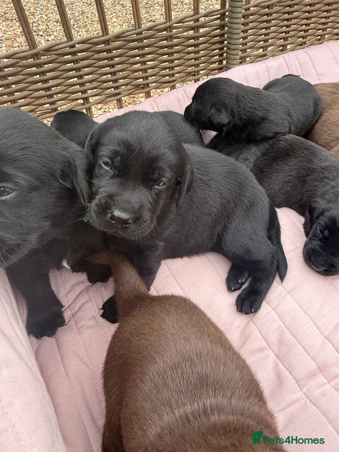 Labrador Retriever dogs for sale: Beautiful KC Registered Labrador Puppies - Image 11