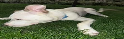 Mixed Breed dogs for sale: Beautiful Staff cross akita for sale  in London - Advert 8
