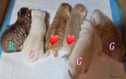 British Shorthair cats for sale: GOLDEN TABBY & COLOURPOINT BSH KITTENS - Image 9