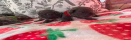 French Bulldog dogs for sale: Gorgeous French bulldog puppy's  in Epsom - Advert 12