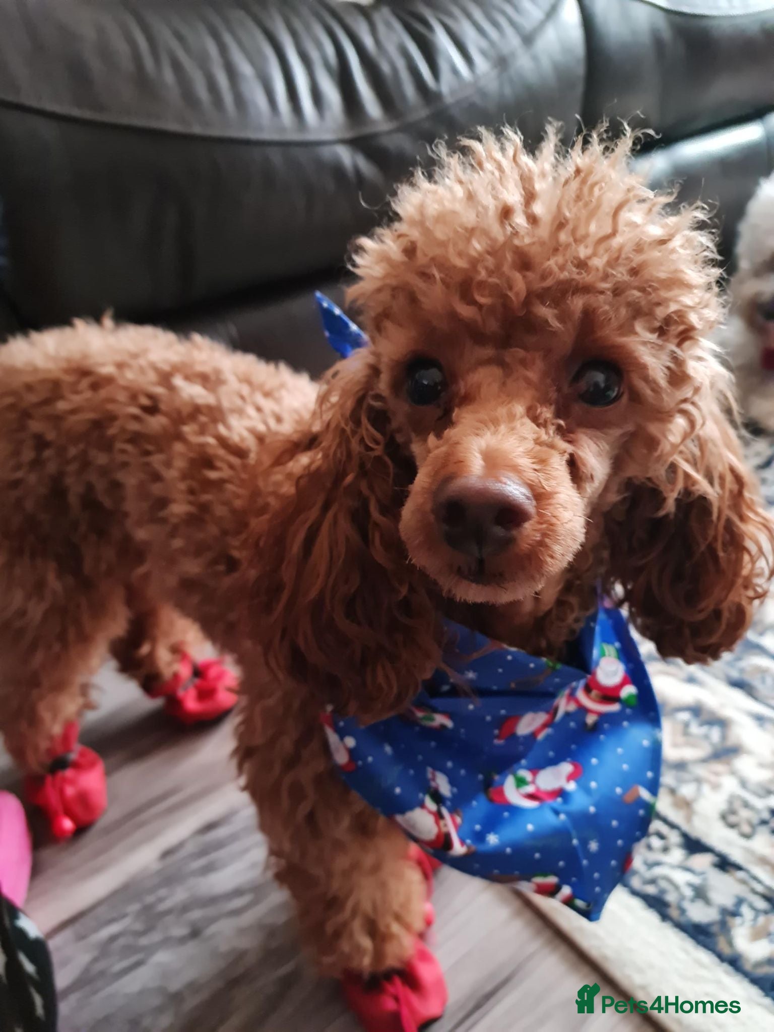 Toy Poodle dogs Toy poodle for stud  - Advert 1