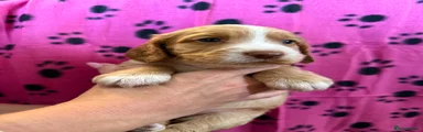 Orange collar 