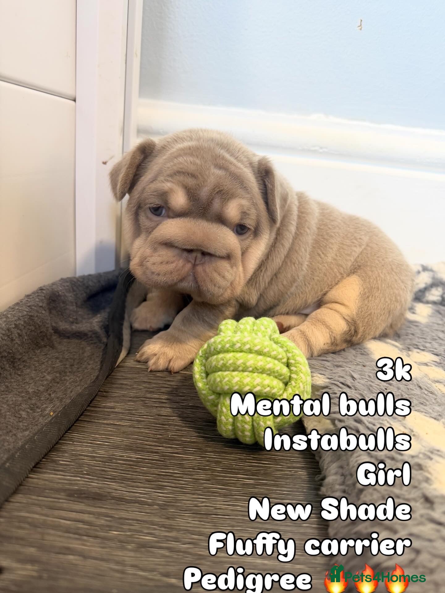 French Bulldog dogs Exotic French Bulldog Puppies  - Advert 2