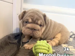 French Bulldog dogs Exotic French Bulldog Puppies - Advert 2